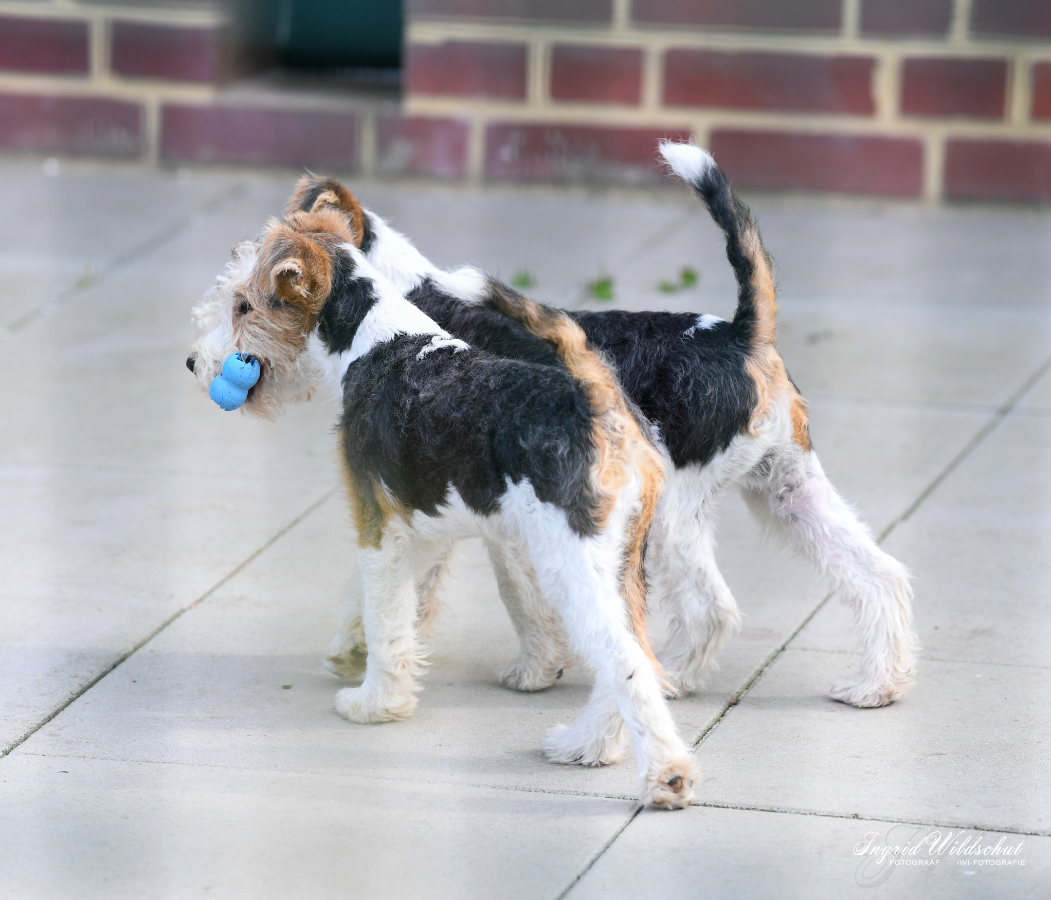 Foxterrier